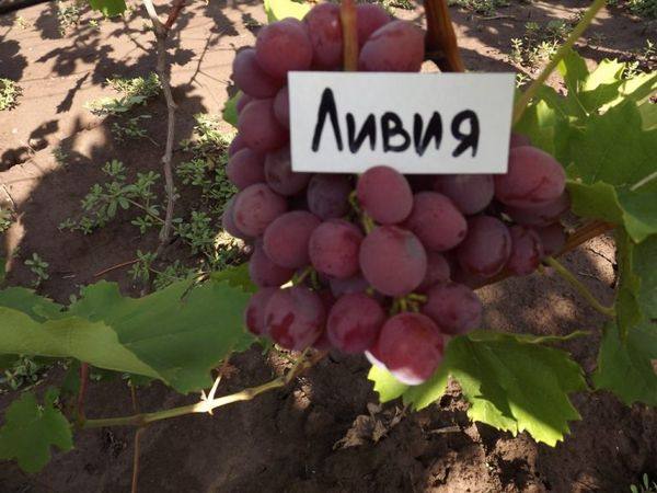 10 лучших ранних сортов винограда с фото