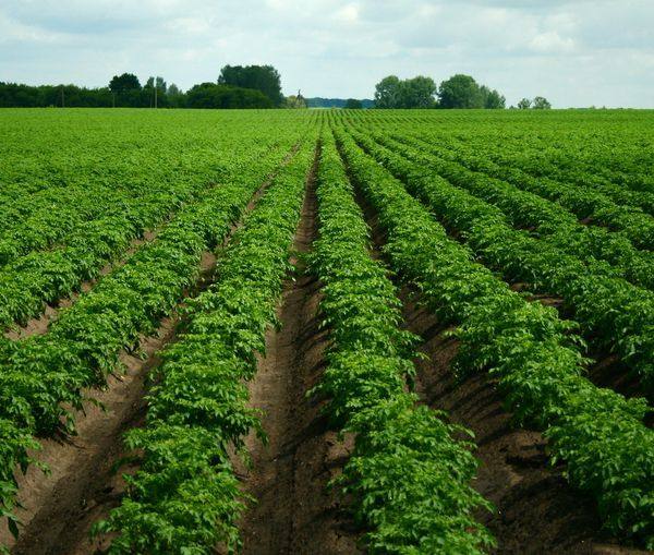 15 способов как увеличить урожай картофеля на домашнем огороде с фото