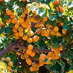 Характеристика абрикоса сорта Лель Отзывы садоводов о плодовом дереве с фото