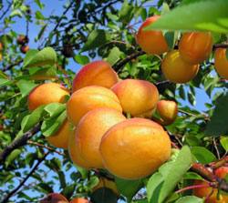 Выращивание абрикоса: посадка и уход в средней полосе России - фото