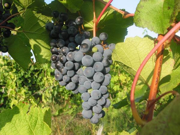 Амурский виноград, посадка и уход с фото