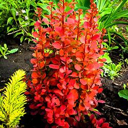 Растения для сада: барбарис сорта Оранж Рокет - фото