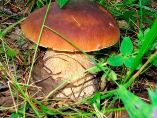 Белый гриб: фото и описание, как готовить - фото