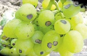 Меры борьбы с вредителями и заболеваниями винограда - фото