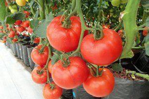 Методы обработки семян томатов - фото