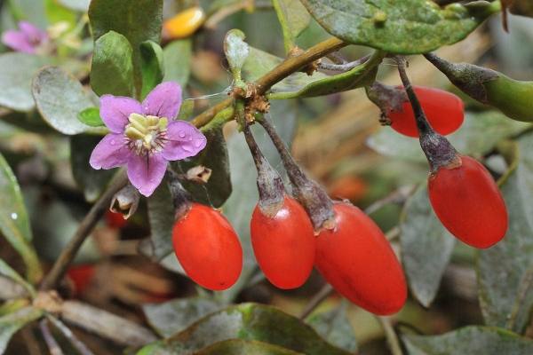 Полное описание растения дереза обыкновенная (ягоды годжи) с фото