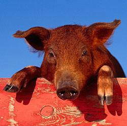 Дюрок - необычные свиньи красного цвета Характеристики и отзывы о породе с фото