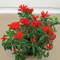 Особенности выращивания и размножения красивого цветка эсхинантус - фото