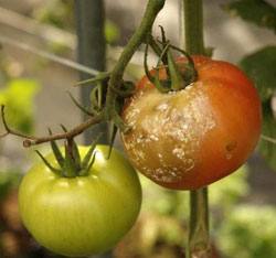 Фитофтора на помидорах в дачной теплице: как бороться и побеждать - фото