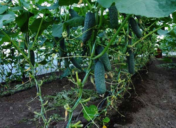 Формирование огурцов в теплице для повышения урожая с фото