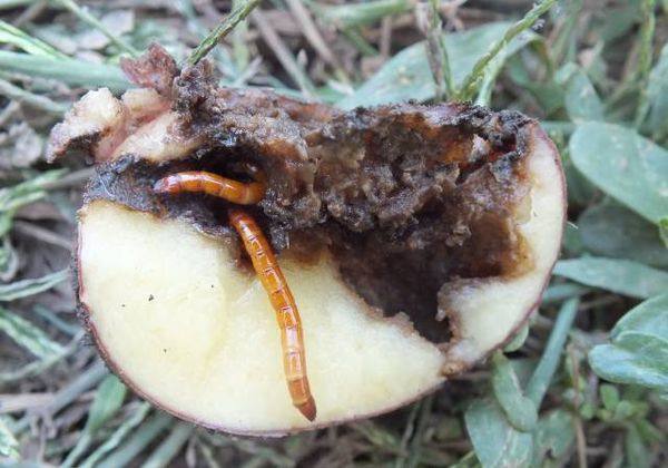 Горчицы, луковая шелуха и зола против проволочника на картошке - фото