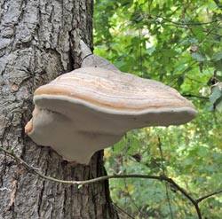 5 видов трутовика: полезные свойства гриба, растущего на деревьях и не только с фото