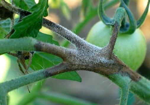 Фитофтора на помидорах Как лечить растения в открытом грунте и теплице с фото