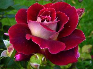 Подкормка роз  важный элемент пышного цветения и здоровья кустов с фото