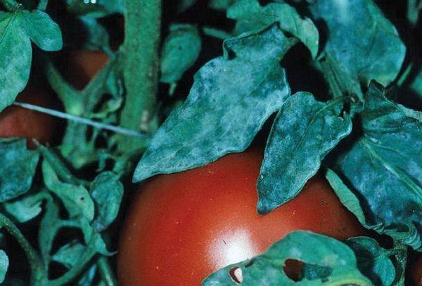 Как правильно использовать йод для рассады помидор - фото