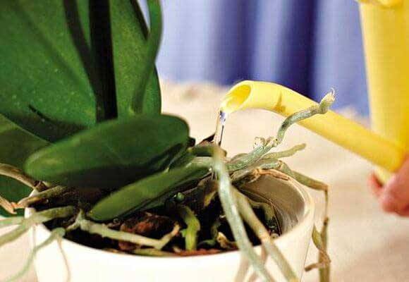Как поливать орхидею в домашних условиях правильно - фото