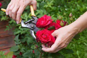 Правила весенней обрезки садовых роз - фото