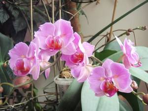 Полезные рекомендации по обрезке орхидеи и последующем уходе с фото