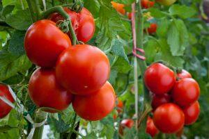 Технология пасынкования томатов - фото