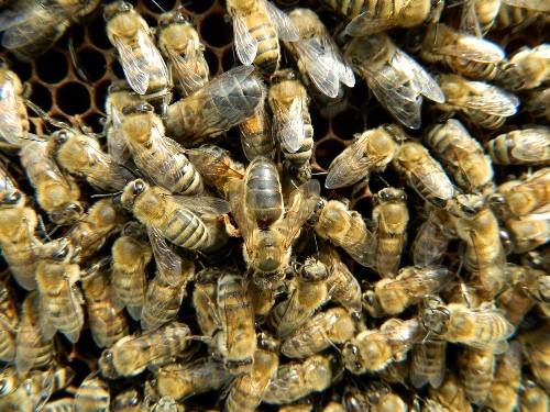 Как правильно пересадить пчел - фото