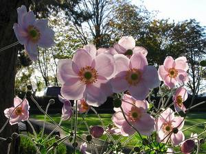 Выращиваем прекрасные многолетние цветы анемоны - фото
