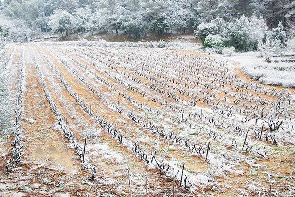 Как укрывается виноград землей на зиму - фото