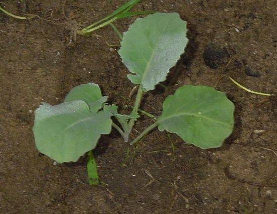 Как вырастить капусту белокочанную Выращивание рассады капусты с фото