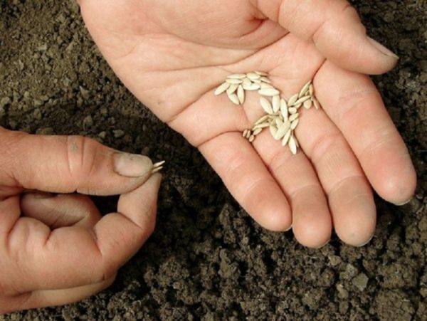 Как правильно вырастить хороший урожай огурцов - фото