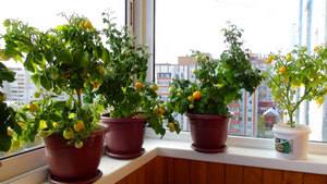 Как успешно выращивать помидоры на балконе и на окне? с фото