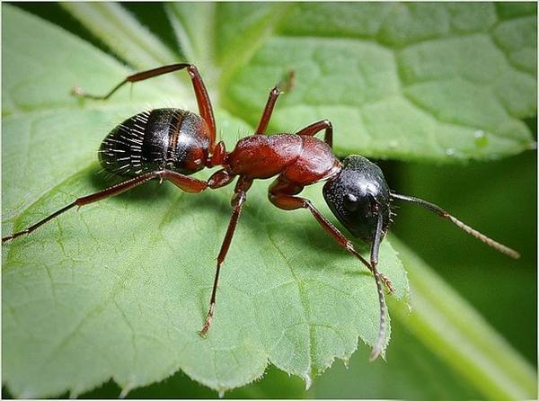 Как вывести муравьев из теплицы с фото