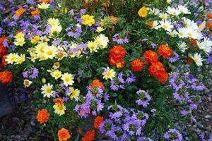 Неприхотливые однолетние цветы цветущие все лето с фото