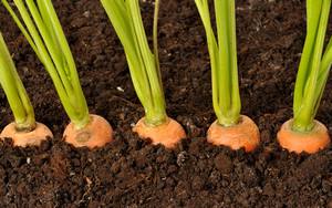 Как вырастить морковь на своем участке? с фото