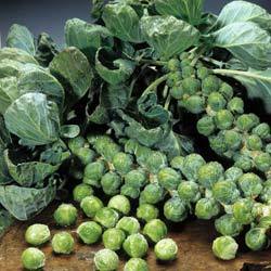 Семейство крестоцветных  брюссельская капуста: выращивание в открытом грунте с фото