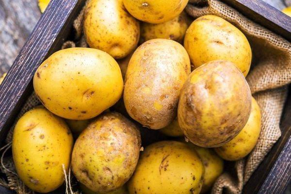 15 самых вкусных и урожайных сортов картофеля - фото