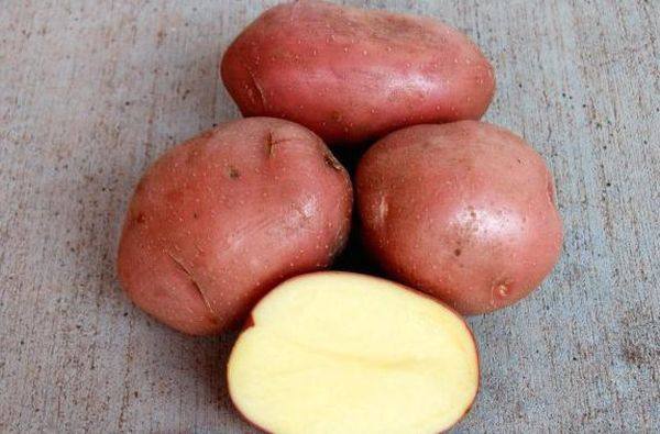 Характеристика и описание сорта картофеля беллароза - фото