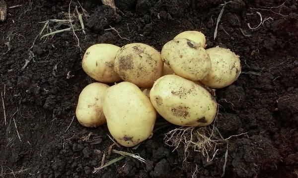 Подробное описание и характеристика картофеля импала - фото