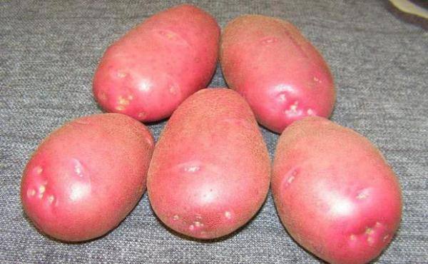 Характеристика и описание сорта картофеля любава с фото