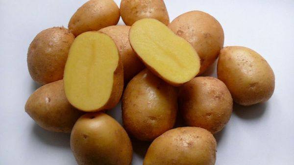 Подробное описание и характеристика картофеля сорта невский с фото