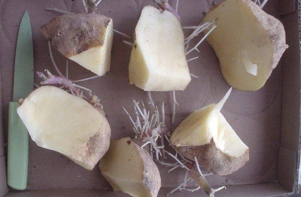 Правильная посадка и уход за картофелем в открытом грунте с фото