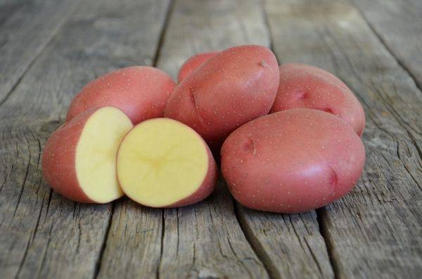 Подробное описание и характеристика картофеля Родриго с фото