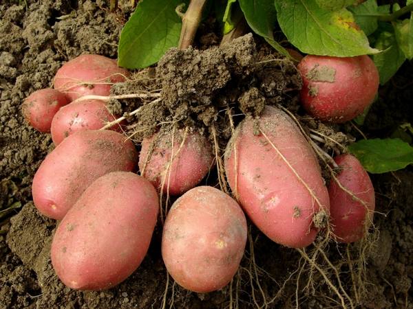 Картофель розара: описание сорта, выращивание - фото