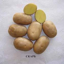 Картофель сорта Скарб: описание, отбор посадочного материала, отзывы картоф ... - фото