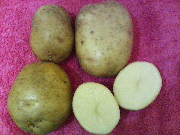 Характеристика и описание картофеля сорта каратоп с фото