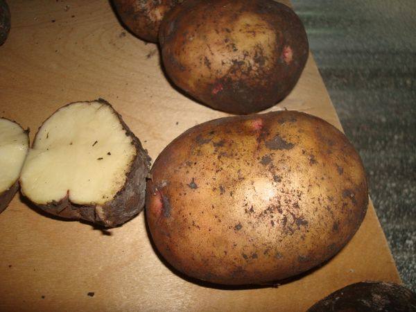 Характеристика и описание картофеля сорта жуковский - фото