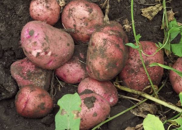 Характеристика и описание картофеля сорта журавинка - фото