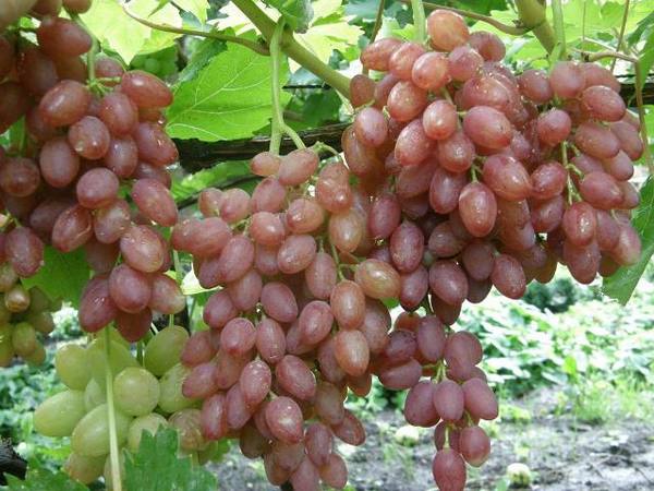 Подробное описание сорта винограда кишмиш лучистый с фото