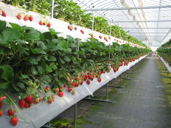 Технология выращивания клубники в теплице круглый год с фото