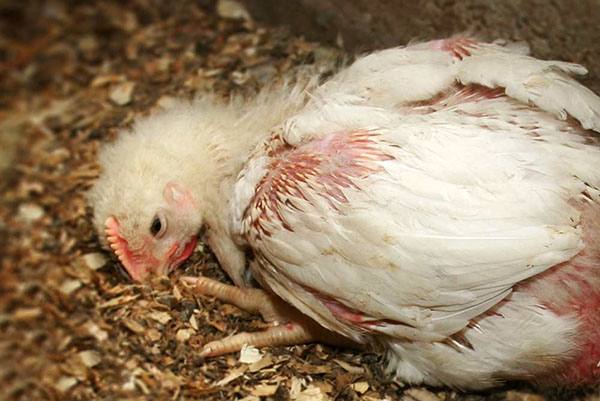 Симптомы и лечение кокцидиоза у цыплят и кур - фото