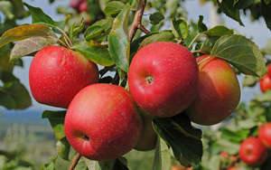 Особенности выращивания колоновидной яблони и ее преимущества (фото инструк ... - фото