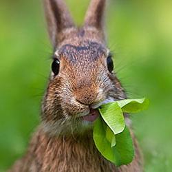 Кормушки разных видов для питания кроликов Как сделать самостоятельно - фото